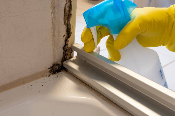 Best DIY Mold Remediation Support Services in Milford, NE